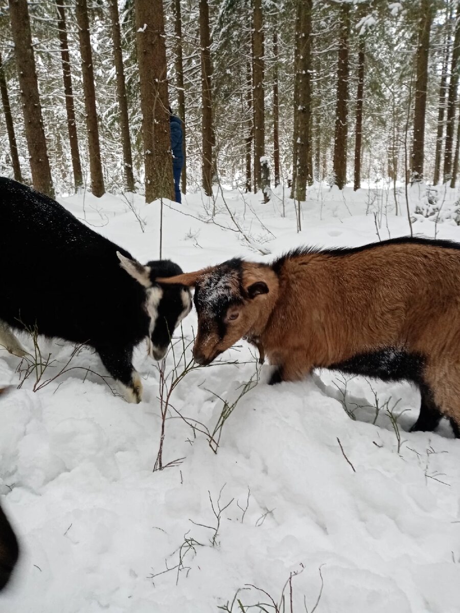 Моя любимая порода - альпийская. Им зимой море по колено. Не мёрзнут в суровом климате