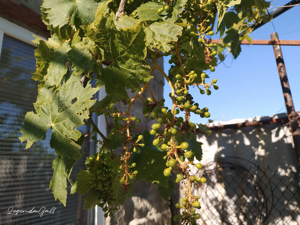 Это еще не самые большие грозди