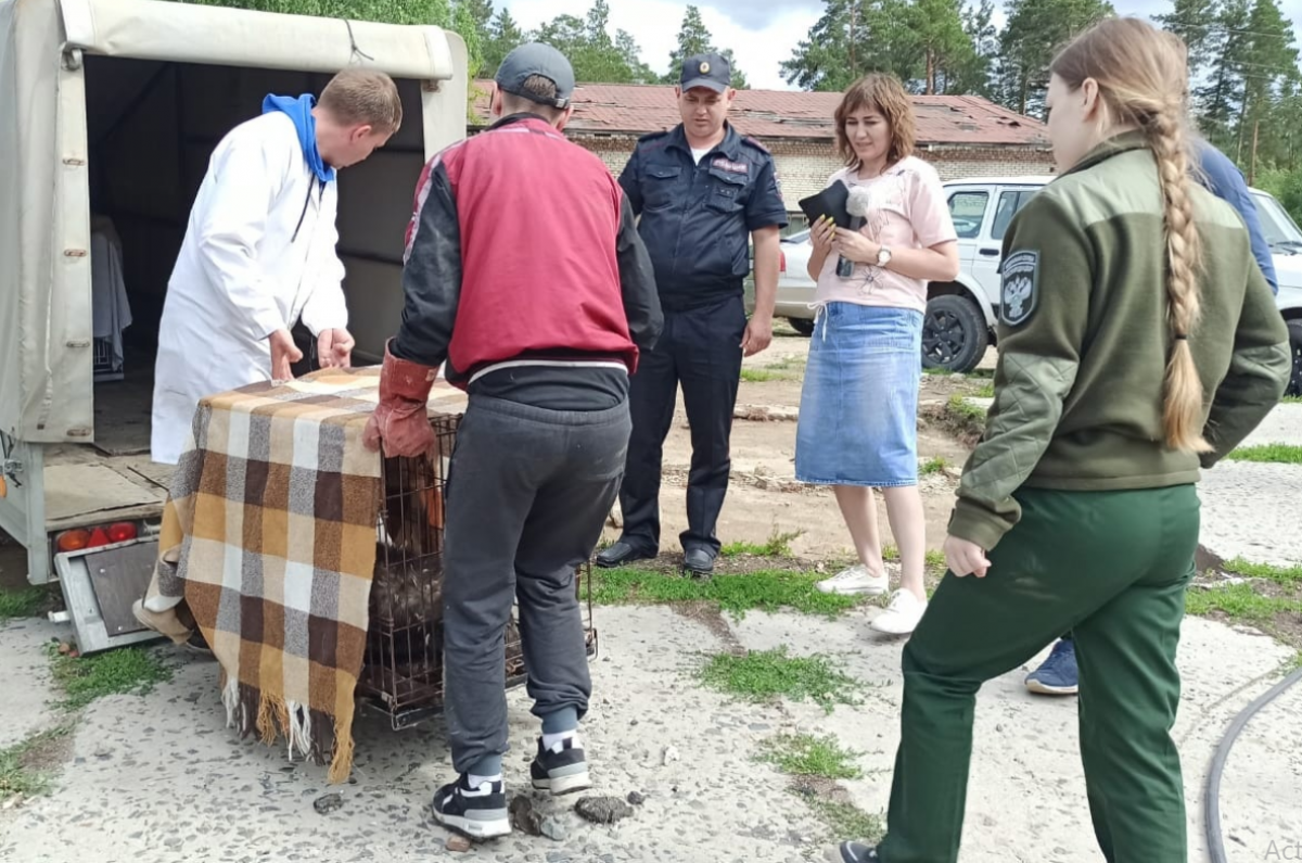    В посёлке Новосибирской области отловили канадских волков, пугавших жителей