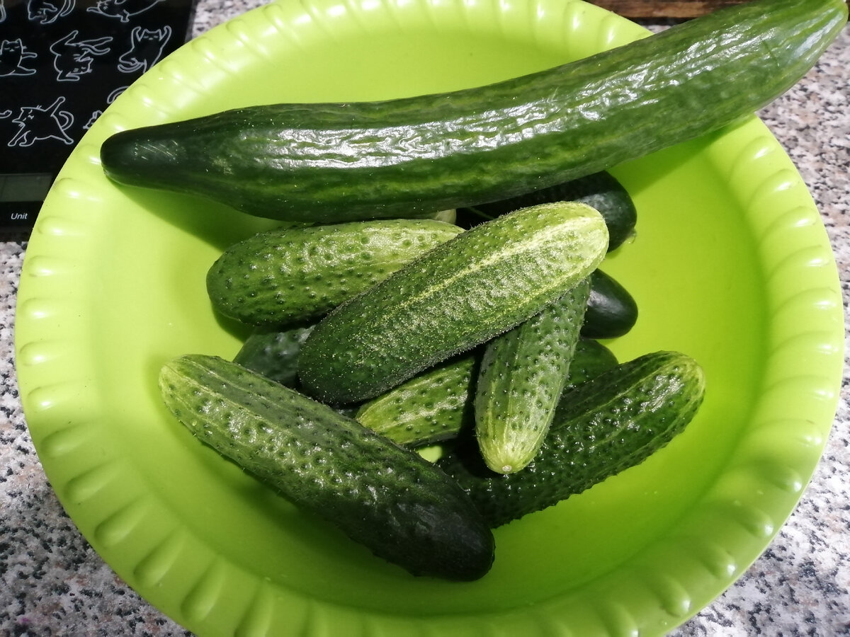 Длинный огурчик это моя любимая Стелла, салатный тонкокожий, чуть сладковатый, очень вкусный!