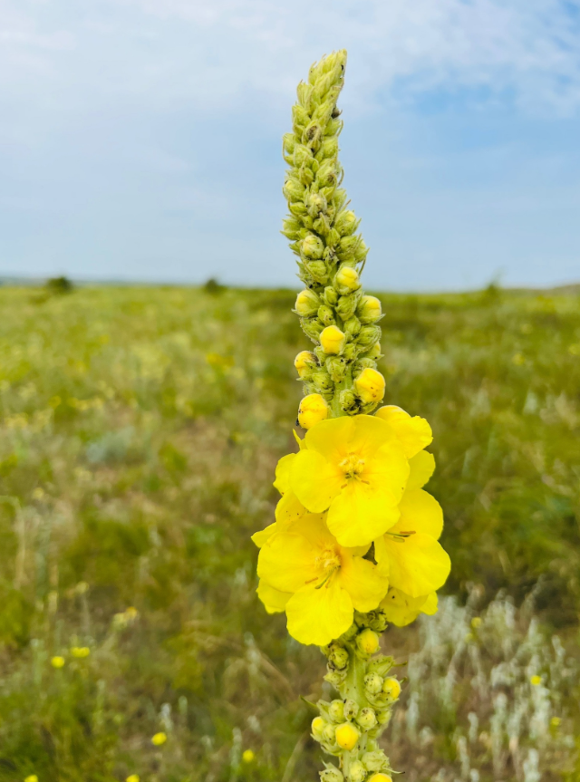 Коровяк Verbascum Honey Dijon