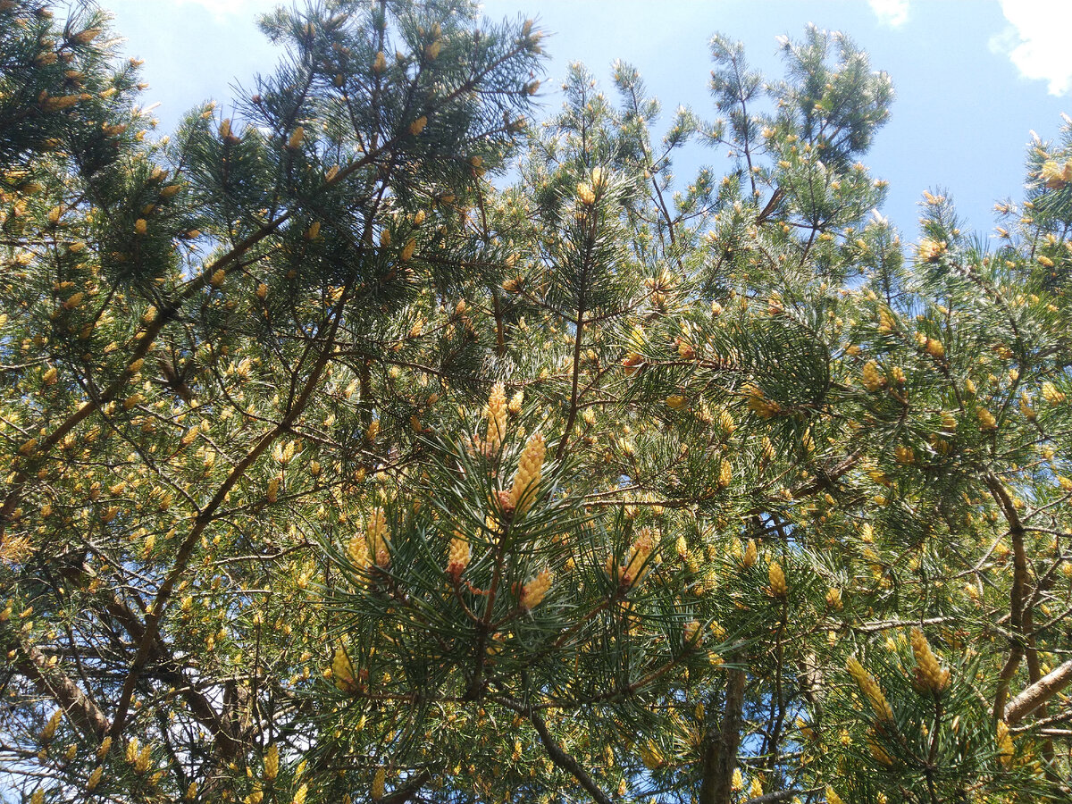 Видите там наверху шишки? Я тоже не вижу, потому что их там нет🤣