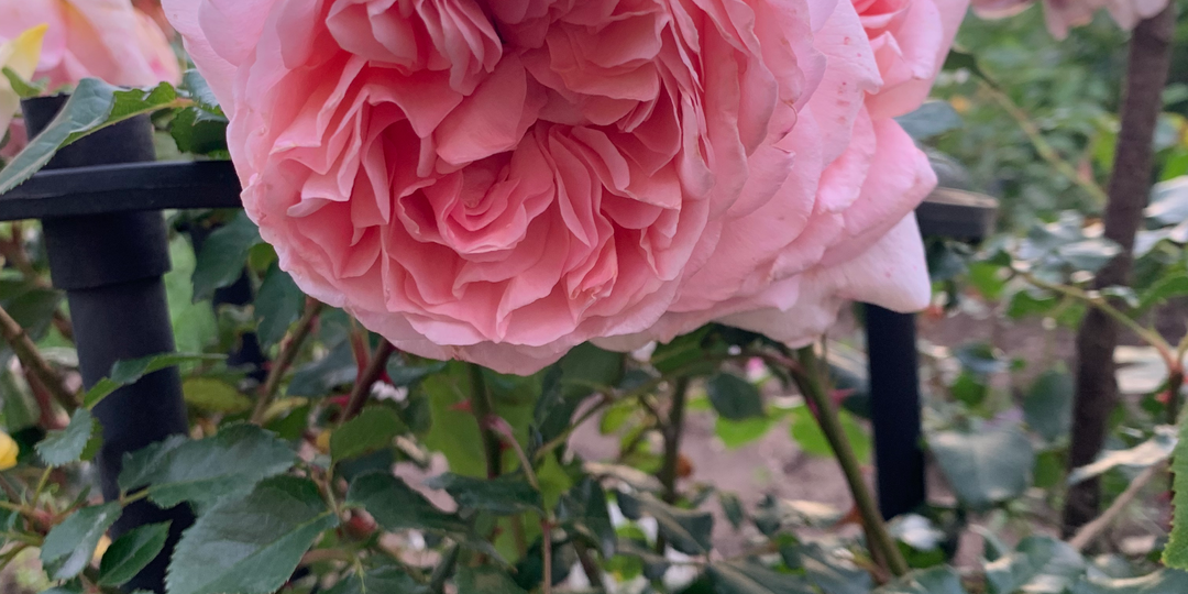 27 июня 2023. Летние хлопоты на участке.