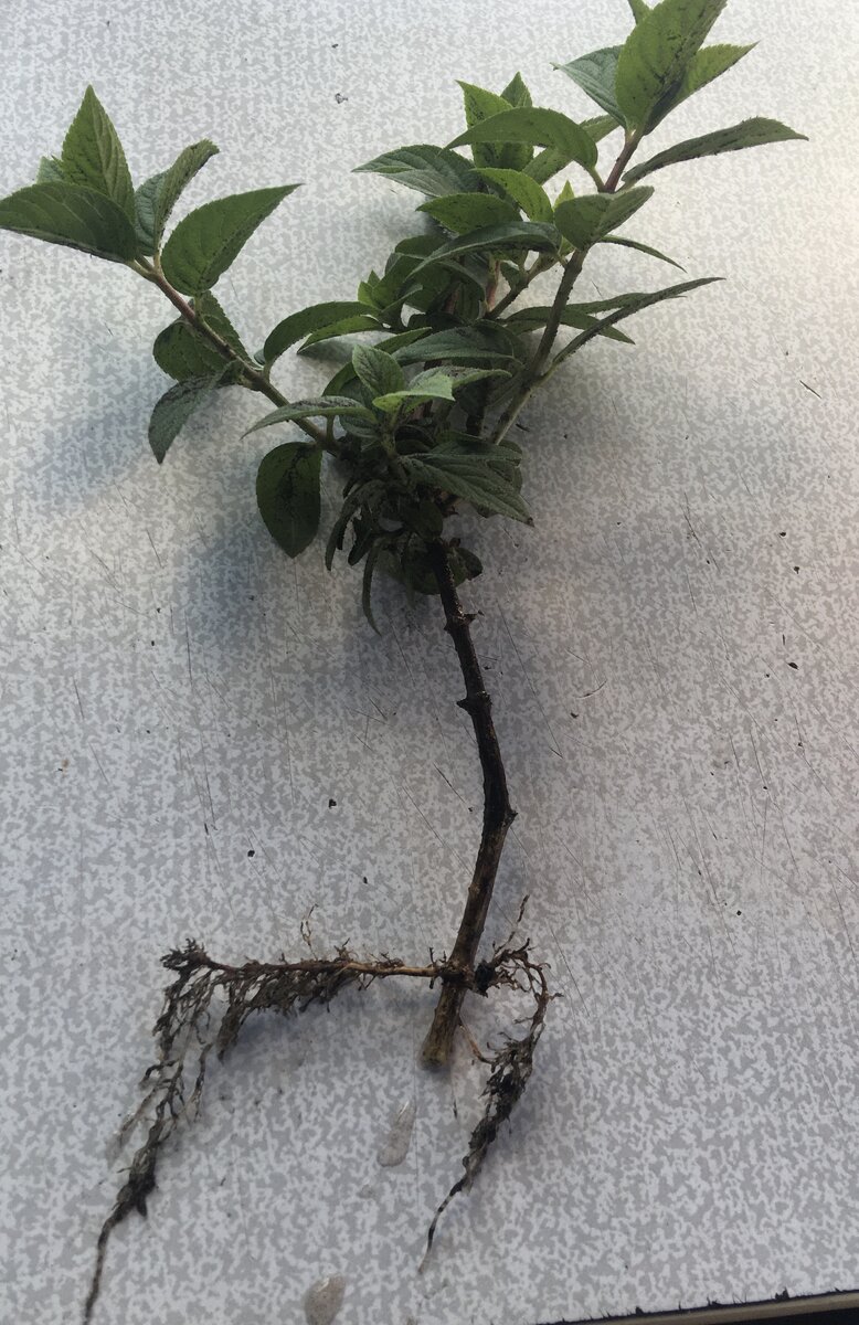 Для сестры приготовила