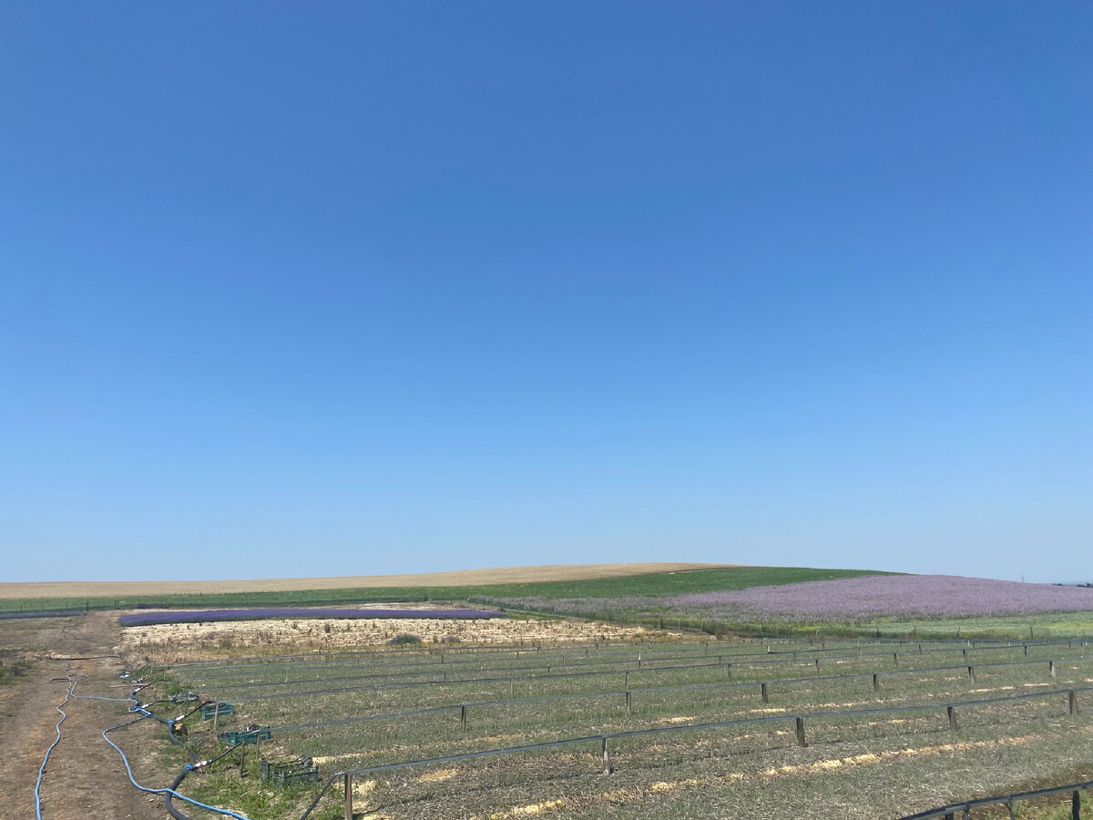 Закрытое для посещения поле. Справа шалфей, а слева кусочек лаванды