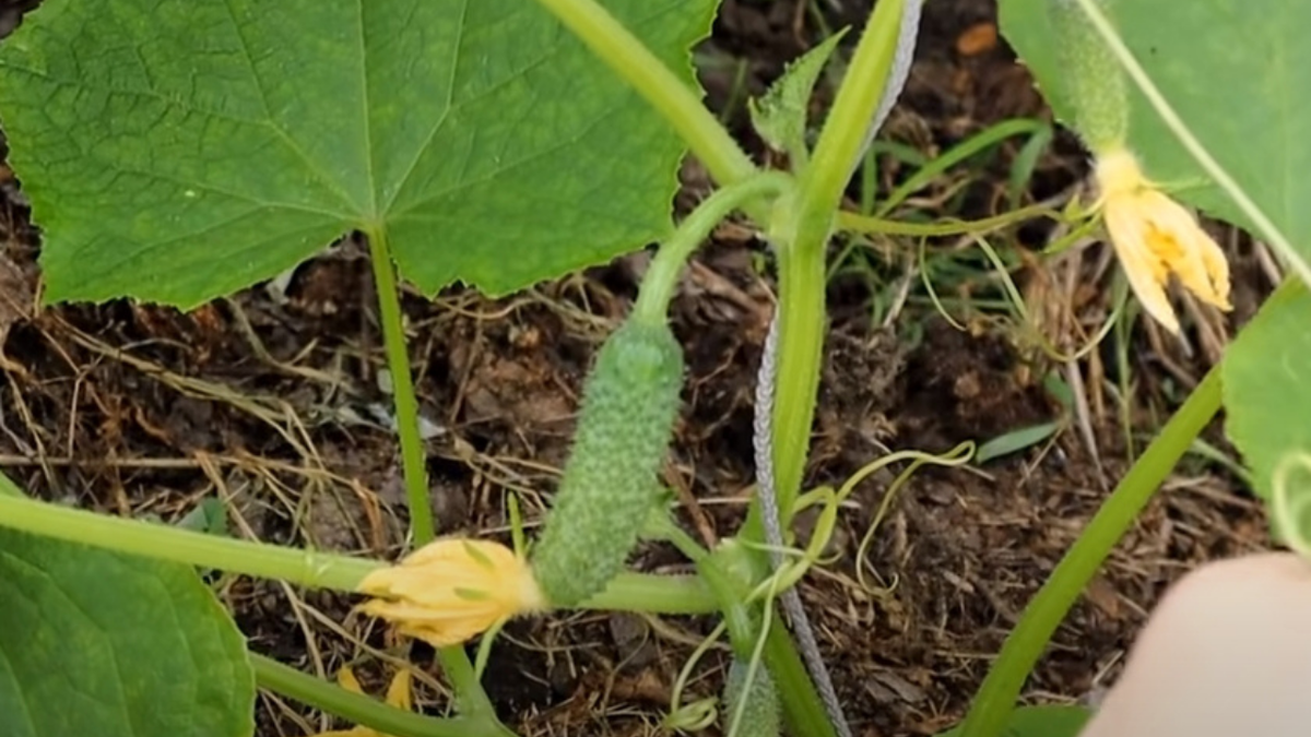 До 6-7 листа оставляем в пазухах по 1-2 огурцу