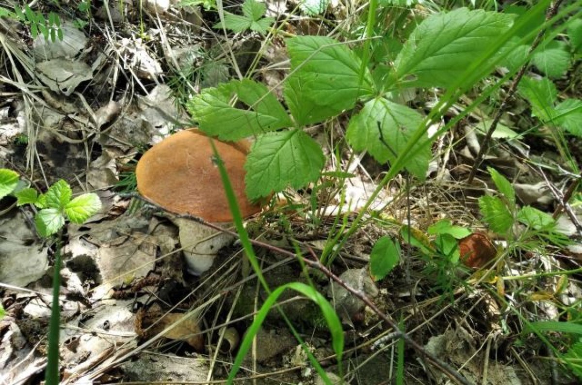    В прошлом году южноуральцы хвастались огромным урожаем грибов. В этом сезоне удача улыбнулась немногим.