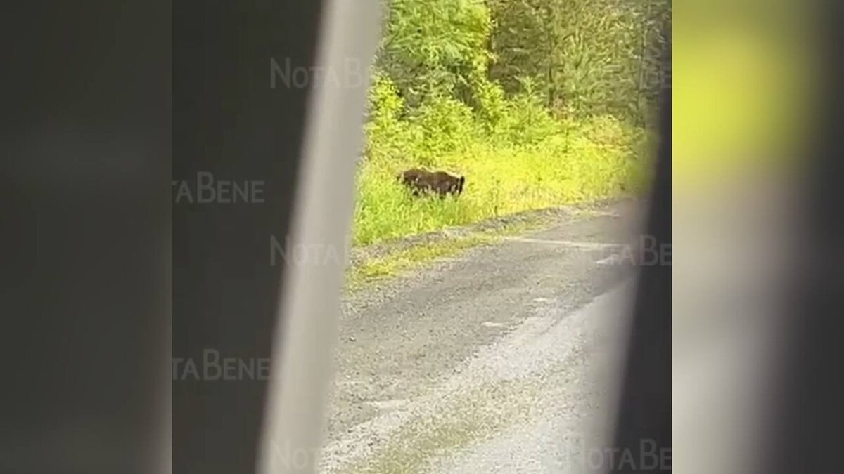     Недалеко от Абазы прямо на трассу вышел медведь — его засняли на камеру местные жители. Косолапый спокойно прогуливается по дороге и не обращает внимание на происходящее.