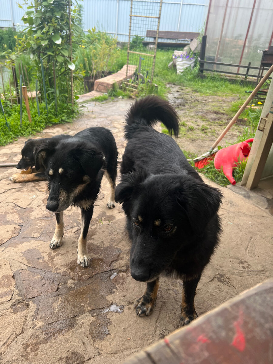 Все трое: Мася, Клепа и неподалеку - Арчи!