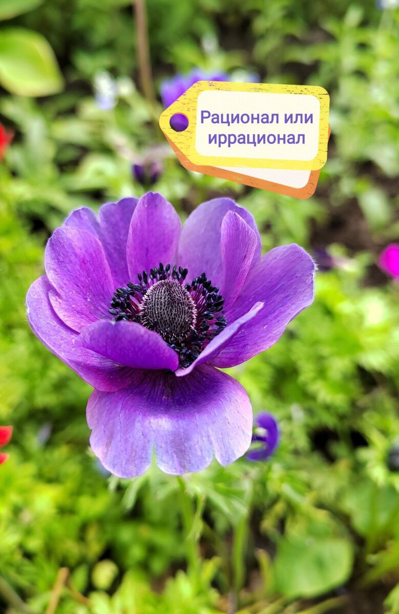 Рационал или иррационал? Фото с дачи