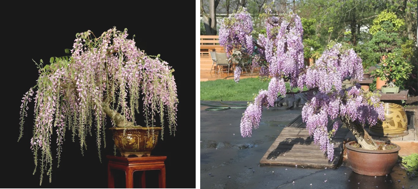 Бонсай в саду Уильяма Н. Валаваниса (William N. Valavanis, США).  Слева - Wisteria floribunda, справа - Wisteria sinensis. 2020 г. Источник: https://valavanisbonsaiblog.com/2020/03/18/wisteria-bonsai/
