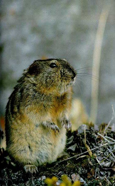 Копытный лемминг