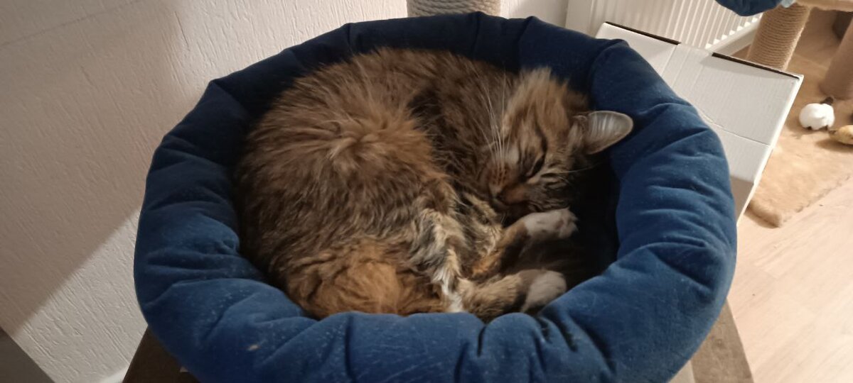 Хорошая коша. Вот за что ей это всё, а?