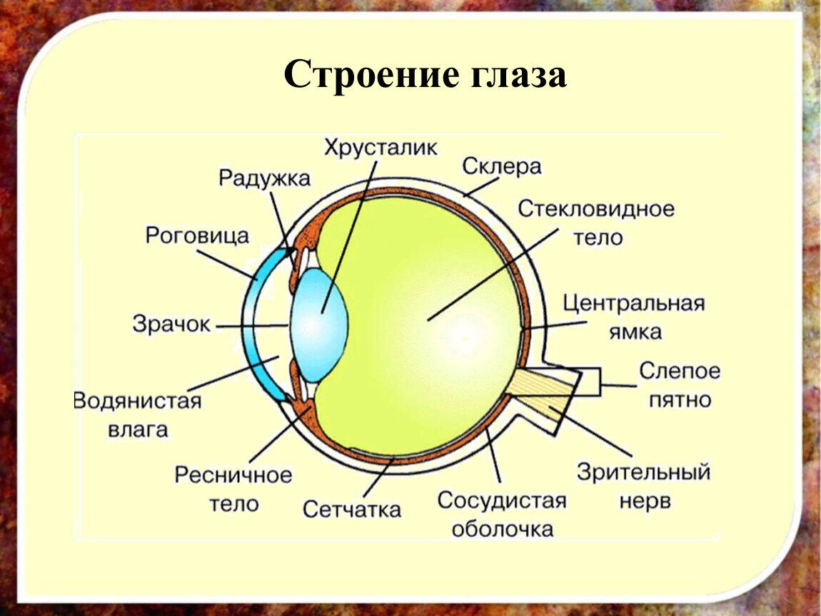 Выберите три верно обозначенные подписи к рисунку на котором изображено строение глаза запишите в