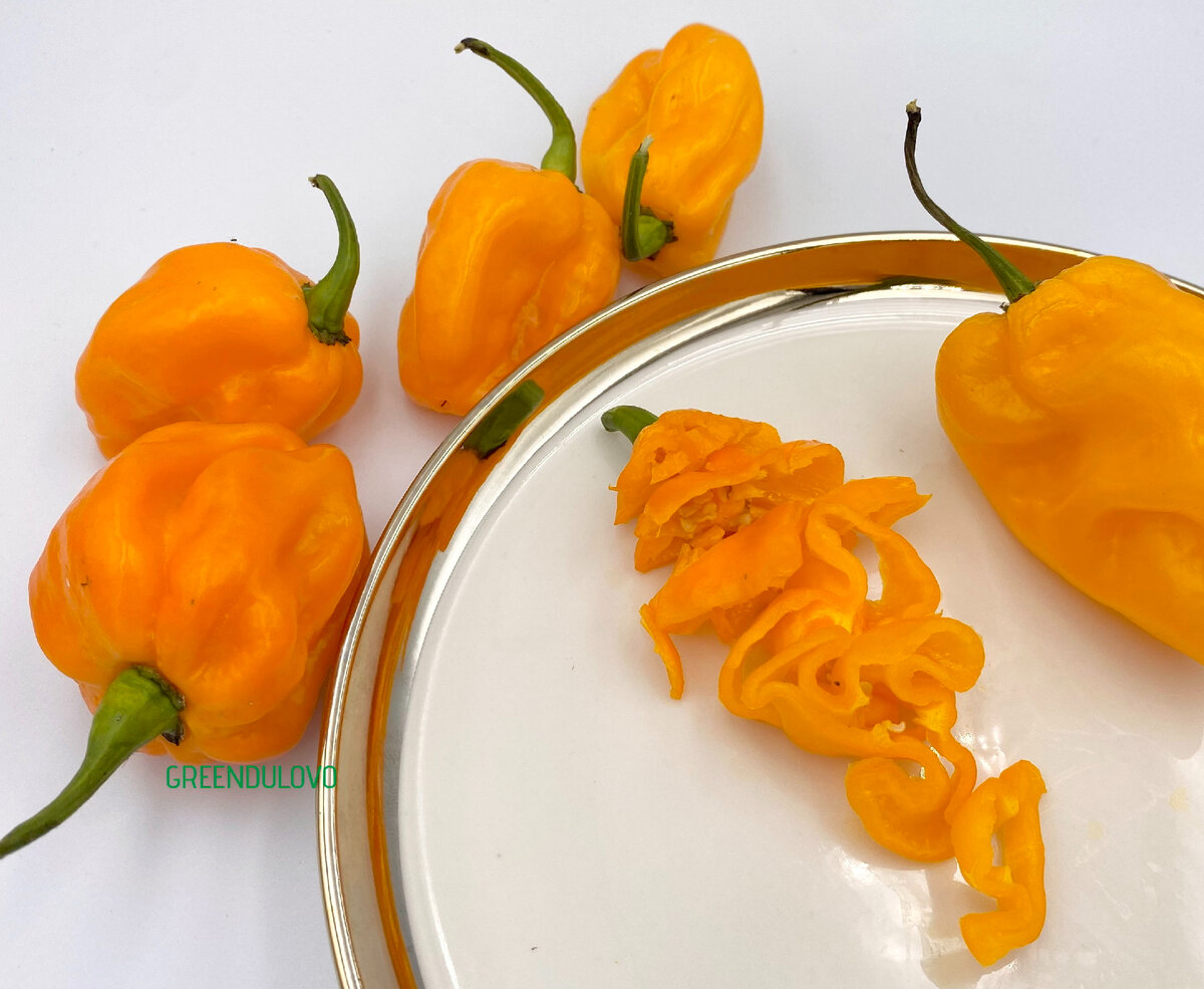 Острый перец Хабанеро, производство Greendulovo/ Выращен в высокотехнологичных теплицах