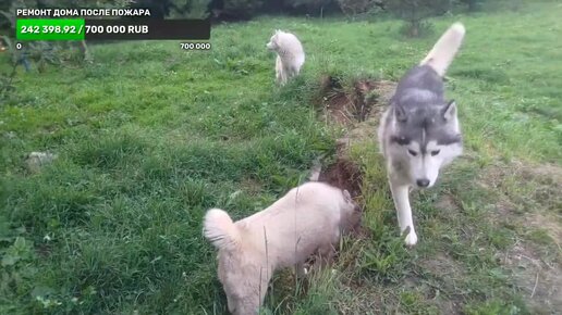 шелудивые хаски хотят есть + выдуваем Харди, Зохана и Шанса