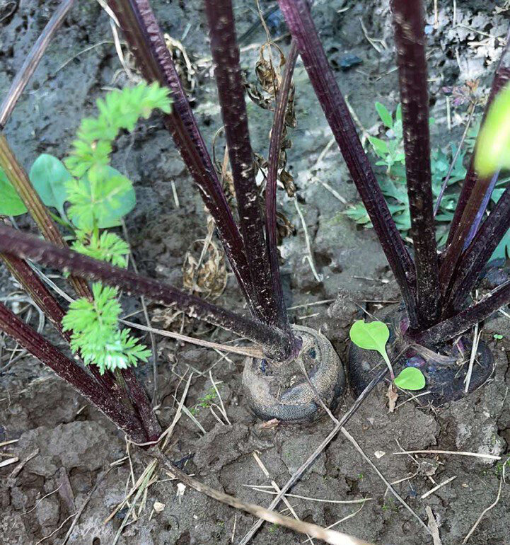 Морковь довольно раскидистая и каждый "кустик" занимает порядочную площадь на грядке.