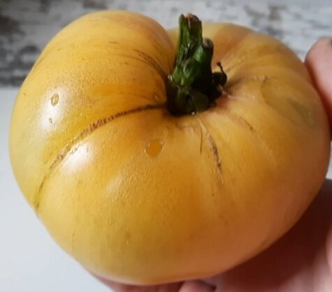 Новинка селекции ТатьяныНаглэ. Переопыленный всем известный сорт Sgt/Pepper’s и Желтая Булочка