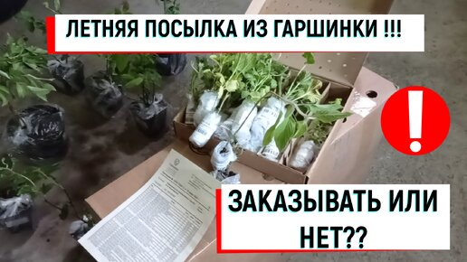 #гаршинка ЛЕТНЯЯ ПОСЫЛКА ИЗ ГАРШИНКИ!!!ЗАКАЗЫВАТЬ ИЛИ НЕТ??#посылкаизгаршинки#посылкассаженцами#гдезаказатьсаженцы#купитьсаженцы#отзывпокупа