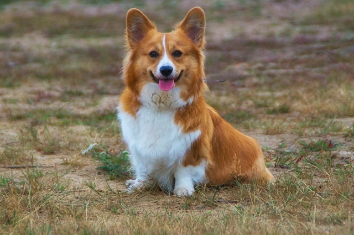    В Белгороде 9 июля пройдёт благотворительный фестиваль «Моё собачье дело»