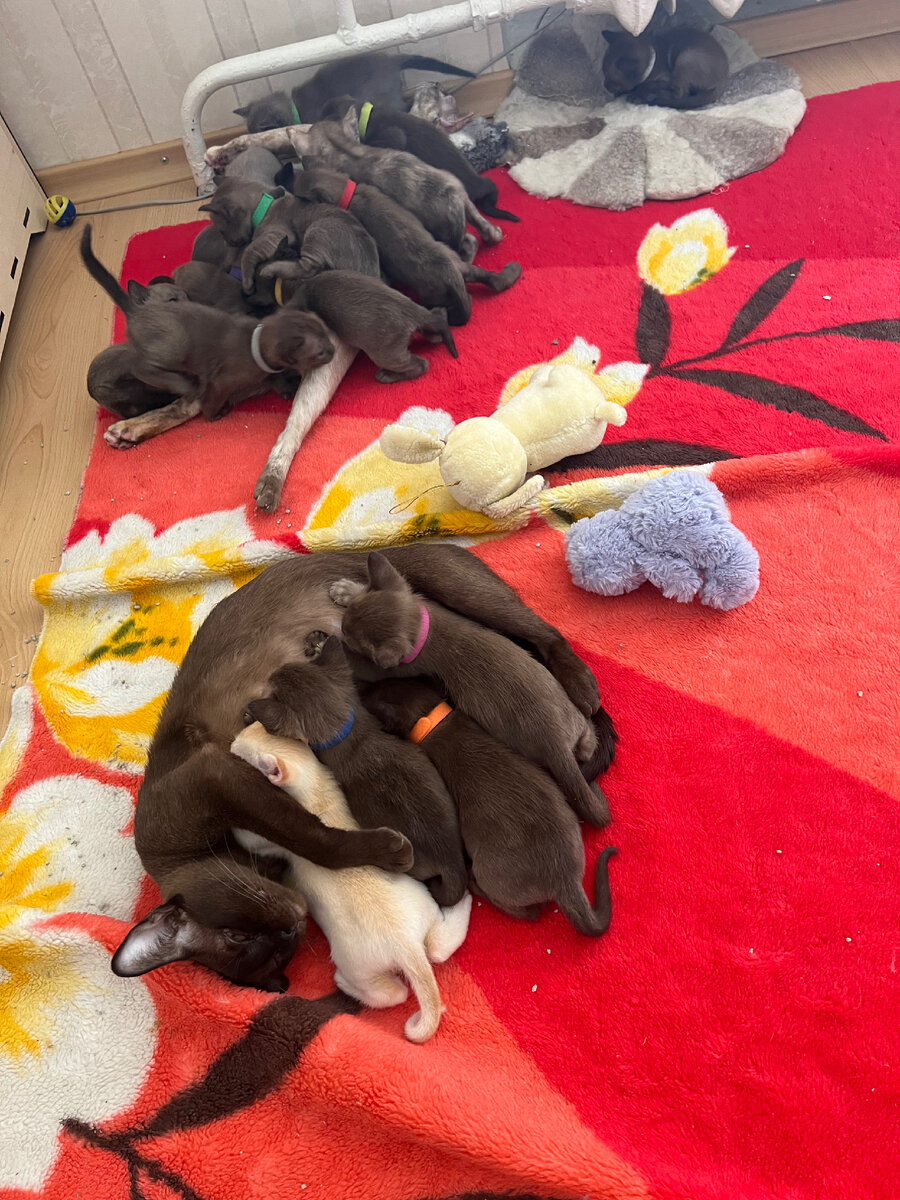 Одновременный помет от двух кошек в этом году от нашего Richy  - 16 прекрасных котят!!! 😻😻😻😻😻