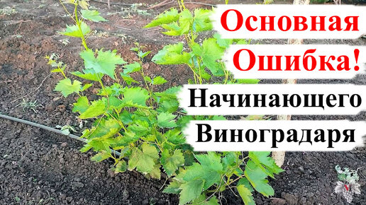 ОСНОВНАЯ ОШИБКА Начинающих ВИНОГРАДАРЕЙ!