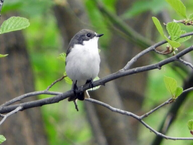    В Бузулукском бору увеличилось число видов птиц Кристина Просвиркина