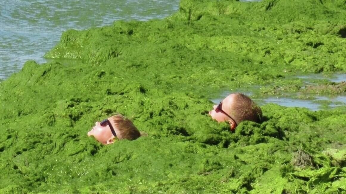   Водоросли камка © Фото : Группа VK “Типичный Сочи"