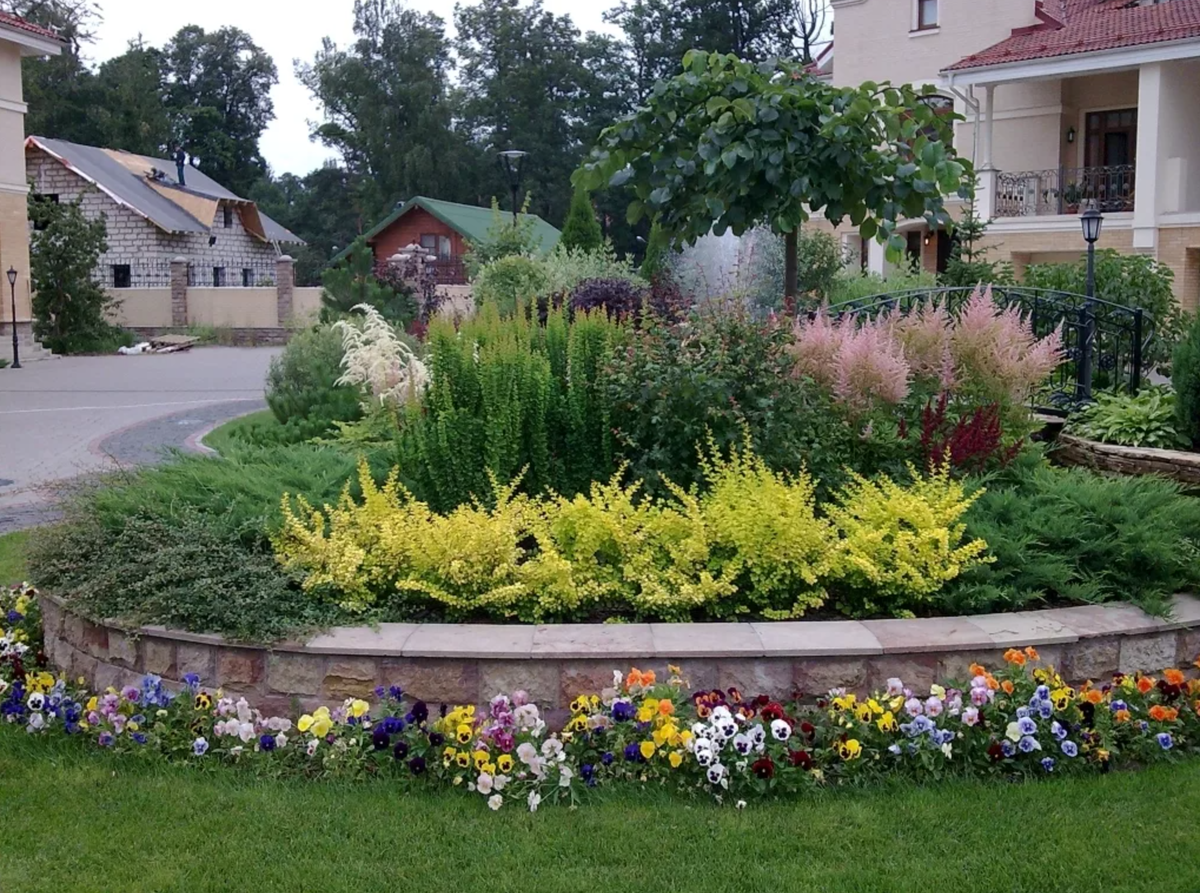 Хоста можжевельник и Барбарис