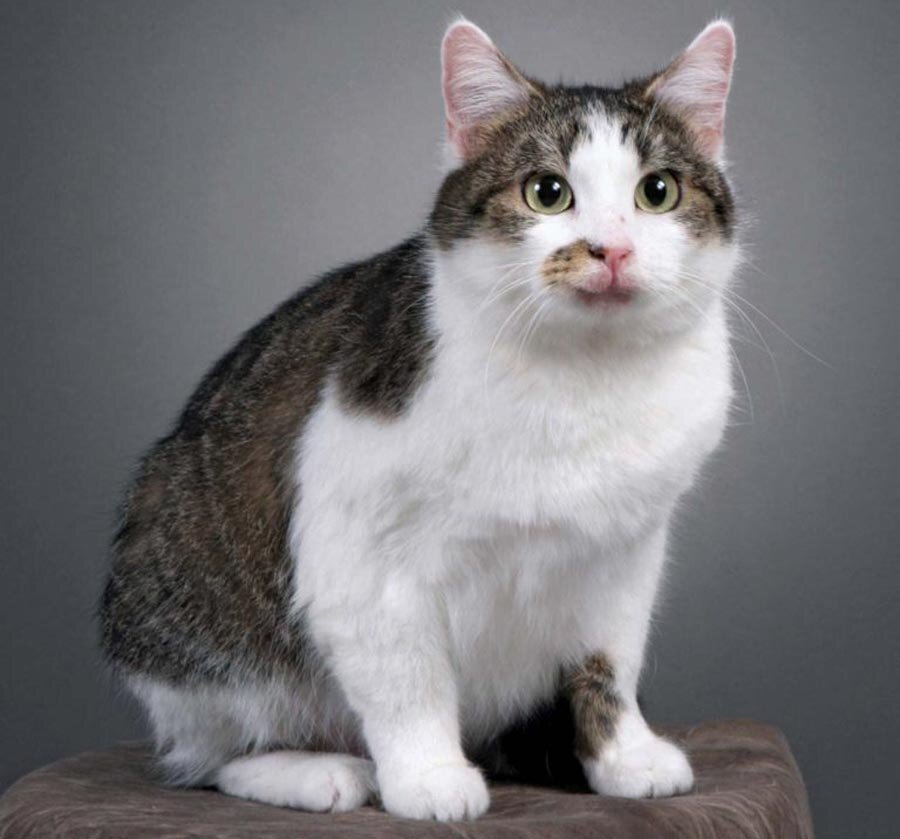 Фото blog.aroundpet.ru