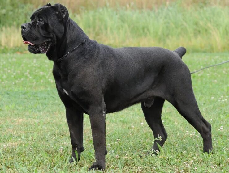 Кане корсо с купированным хвостом и ушами. 