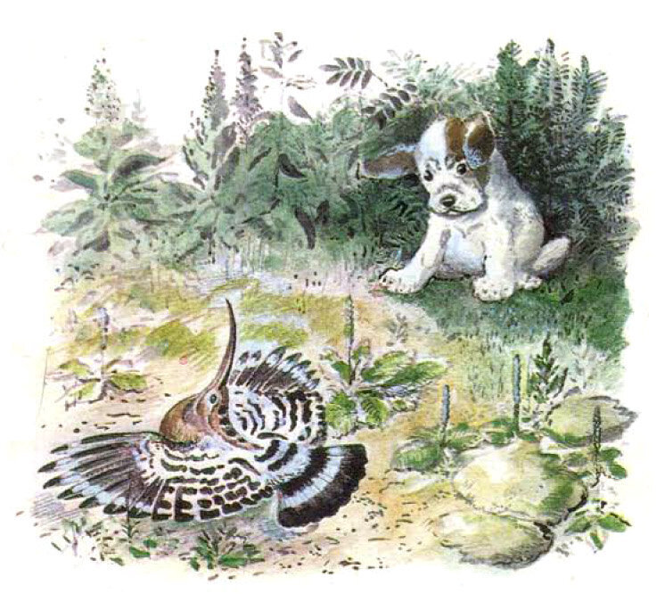 «Первая охота», Виталий Бианки. Источник: fairyroom.ru