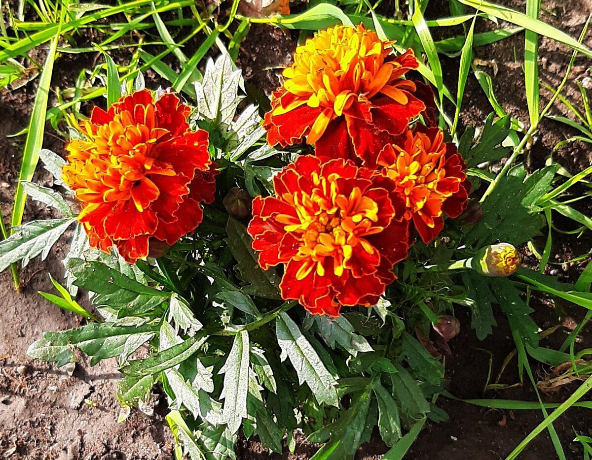 Бархатцы в нашем саду, самосев 25..05.2023