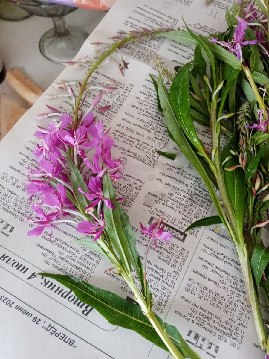 Иван чай узколистный, он же Кипрей. 