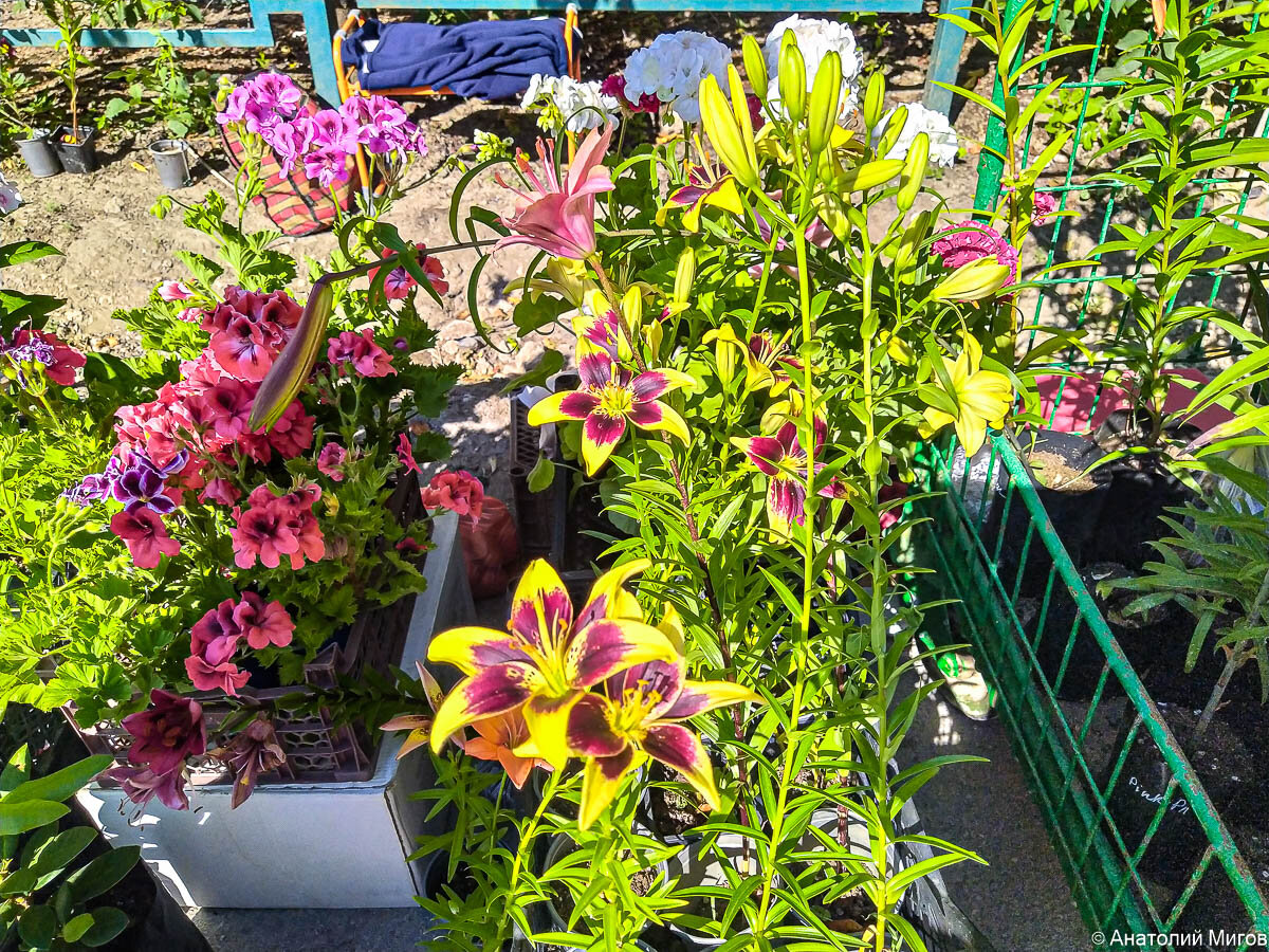 Посадили ещё две лилии | Дневник отчаянных пенсионеров | Дзен