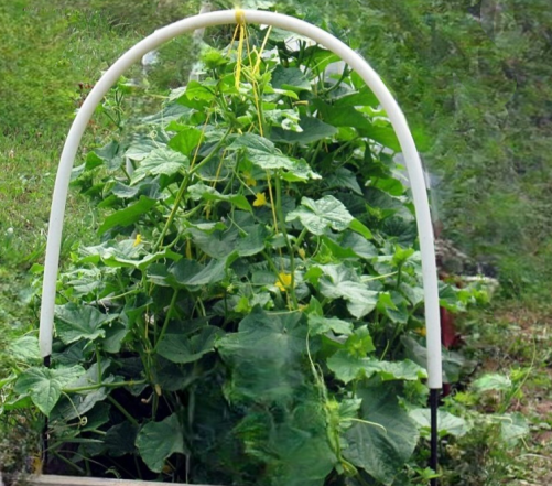 Нужно подвязать огурчики 