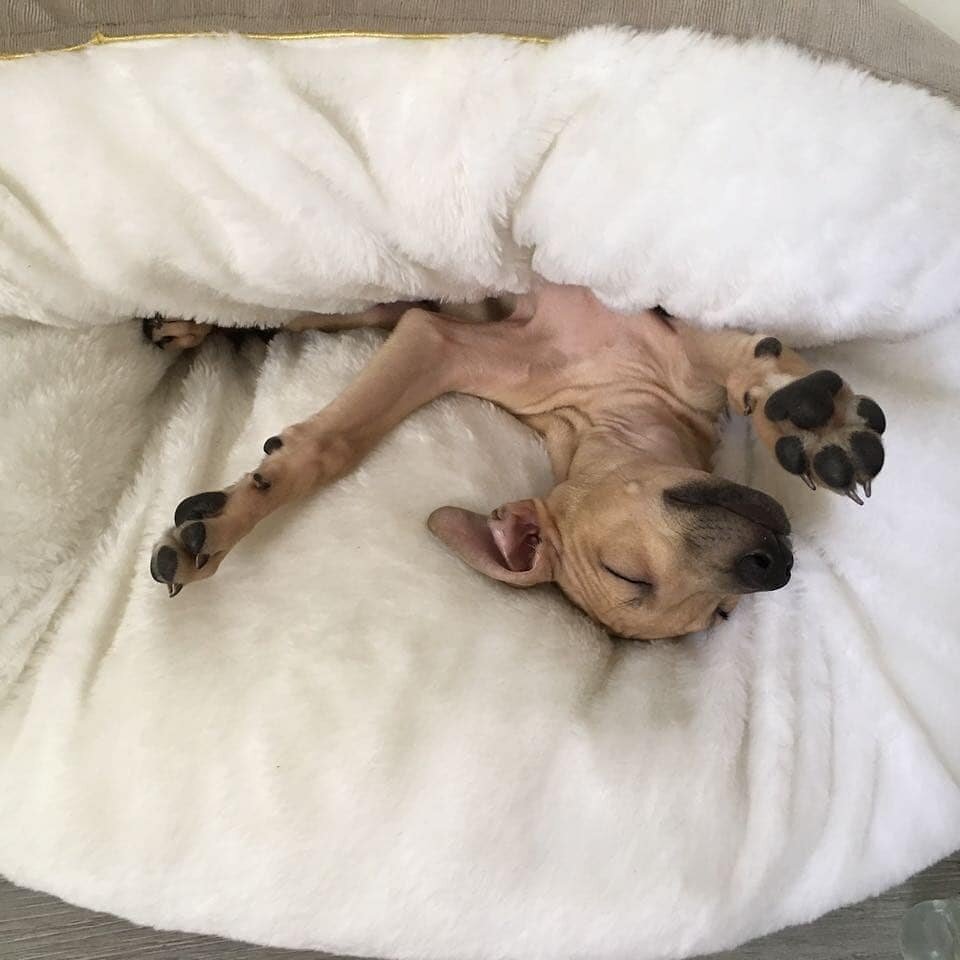 Лежак для собак