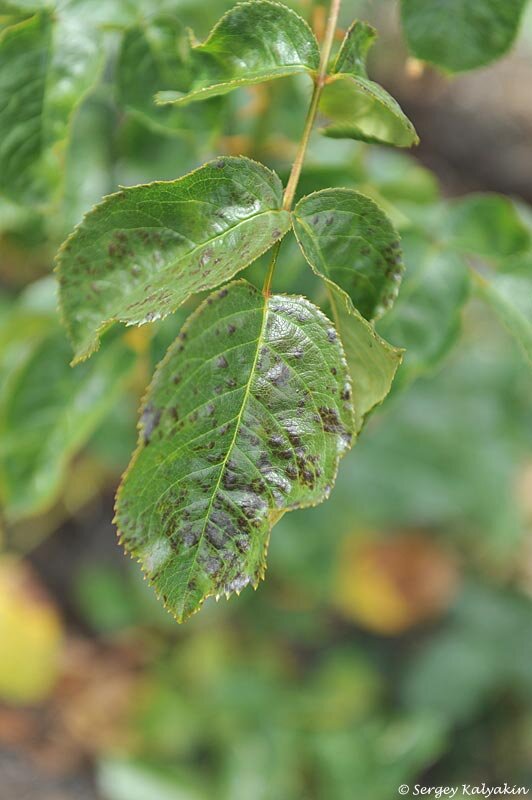 О чём кричат розы | Сады и цветы | Дзен