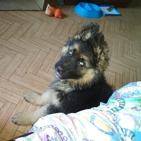 Тор