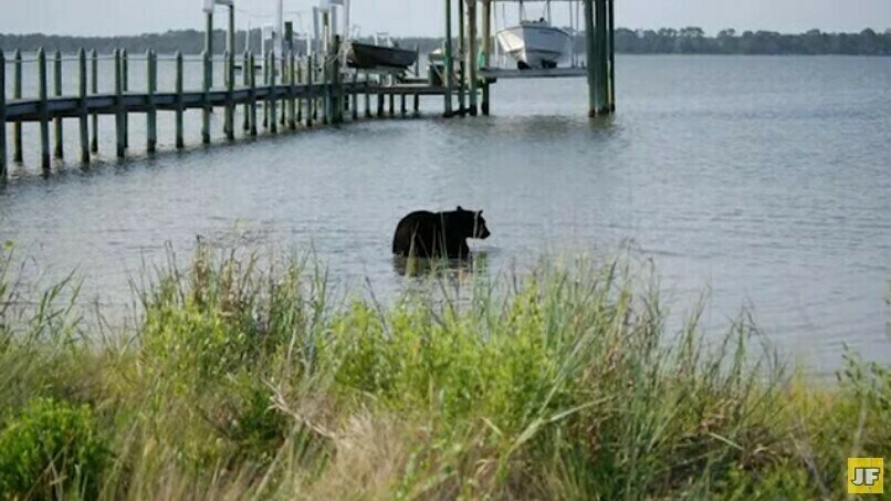   Видео: биолог увидел, как в озере тонет медведь и бросился его спасать