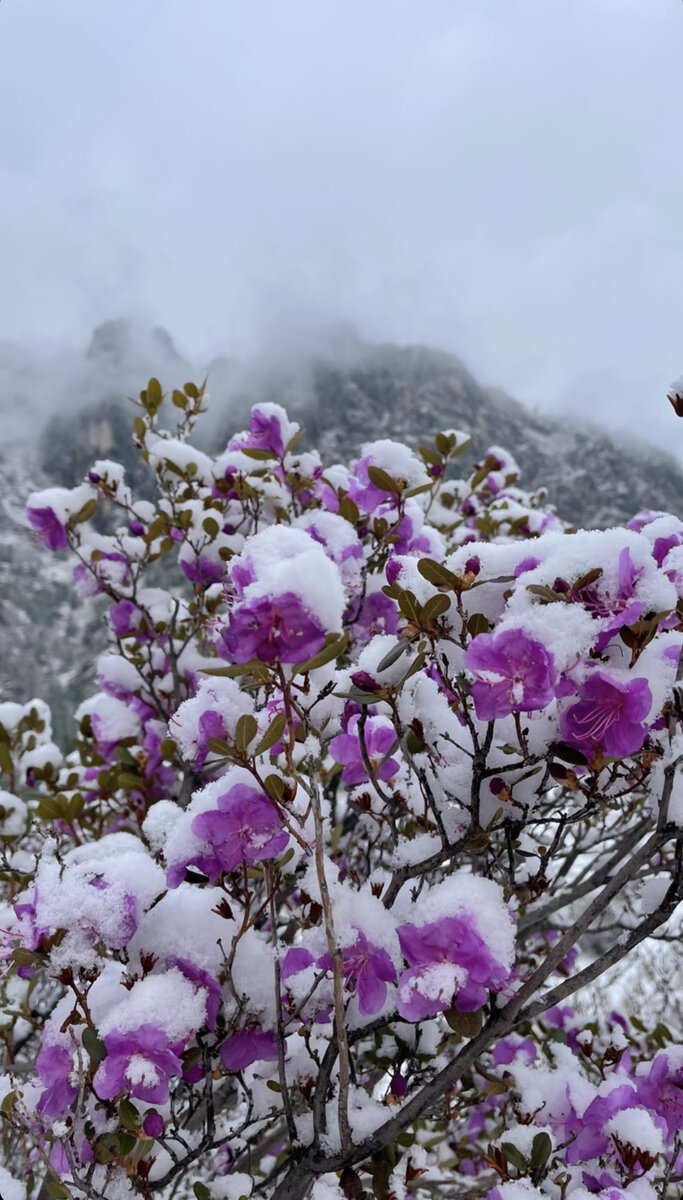 Маральник под выпавшим снегом в мае