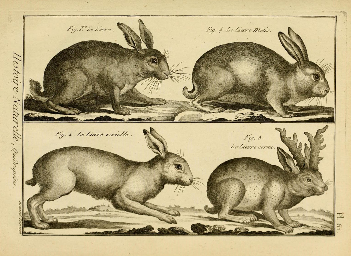 Интересный факт: слово "химера" в переносном смысле обозначает "несбыточная мечта". Но всякая ли места несбыточна?