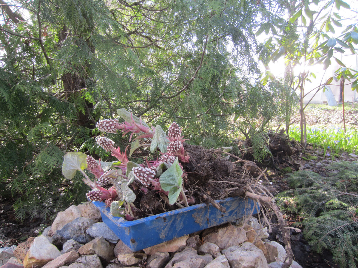 В поддонах белокопытник, пока маленькие розетки. В мае он вот так забавно цветёт. А потом начинают расти гигантские листья...