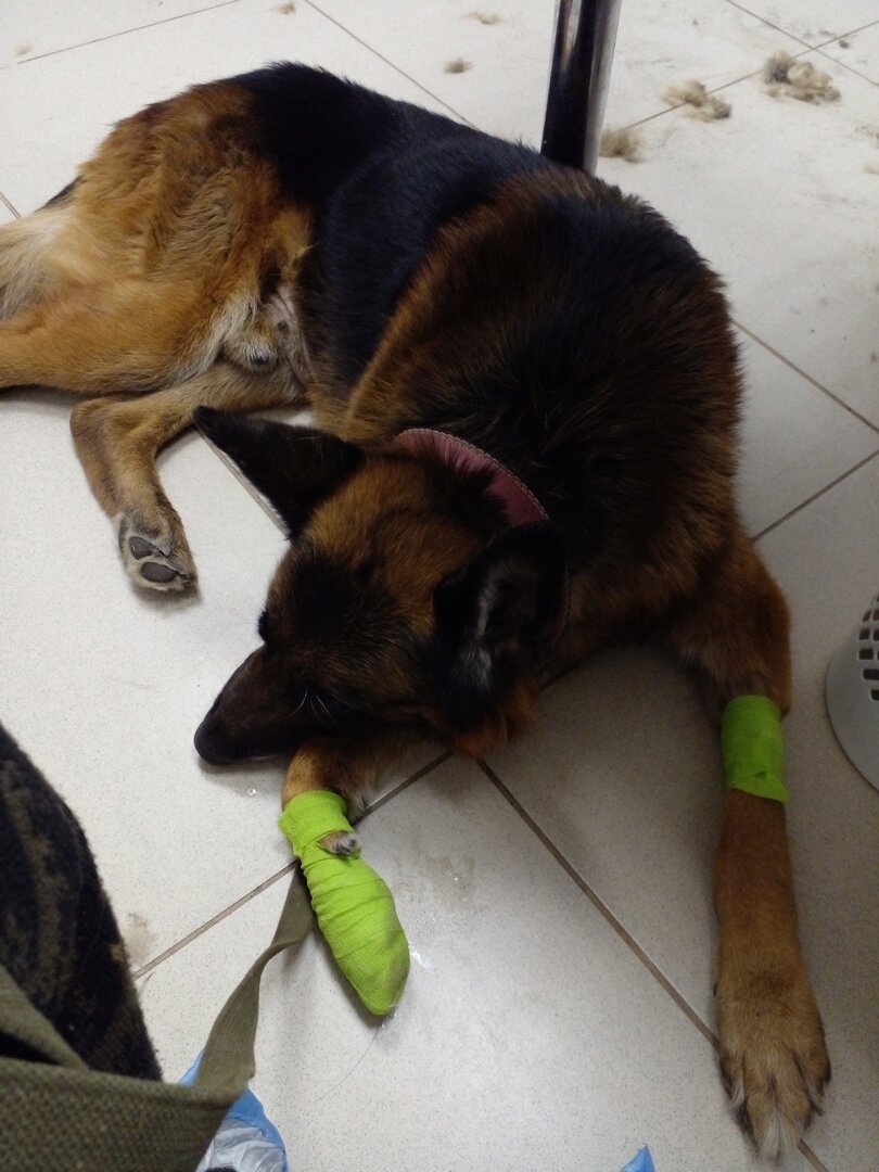 Эрих отдыхает после всех приключений и процедур, пока мы ждём распечатки результатов. Намучили бедолагу. 16-17 марта, фото автора. 