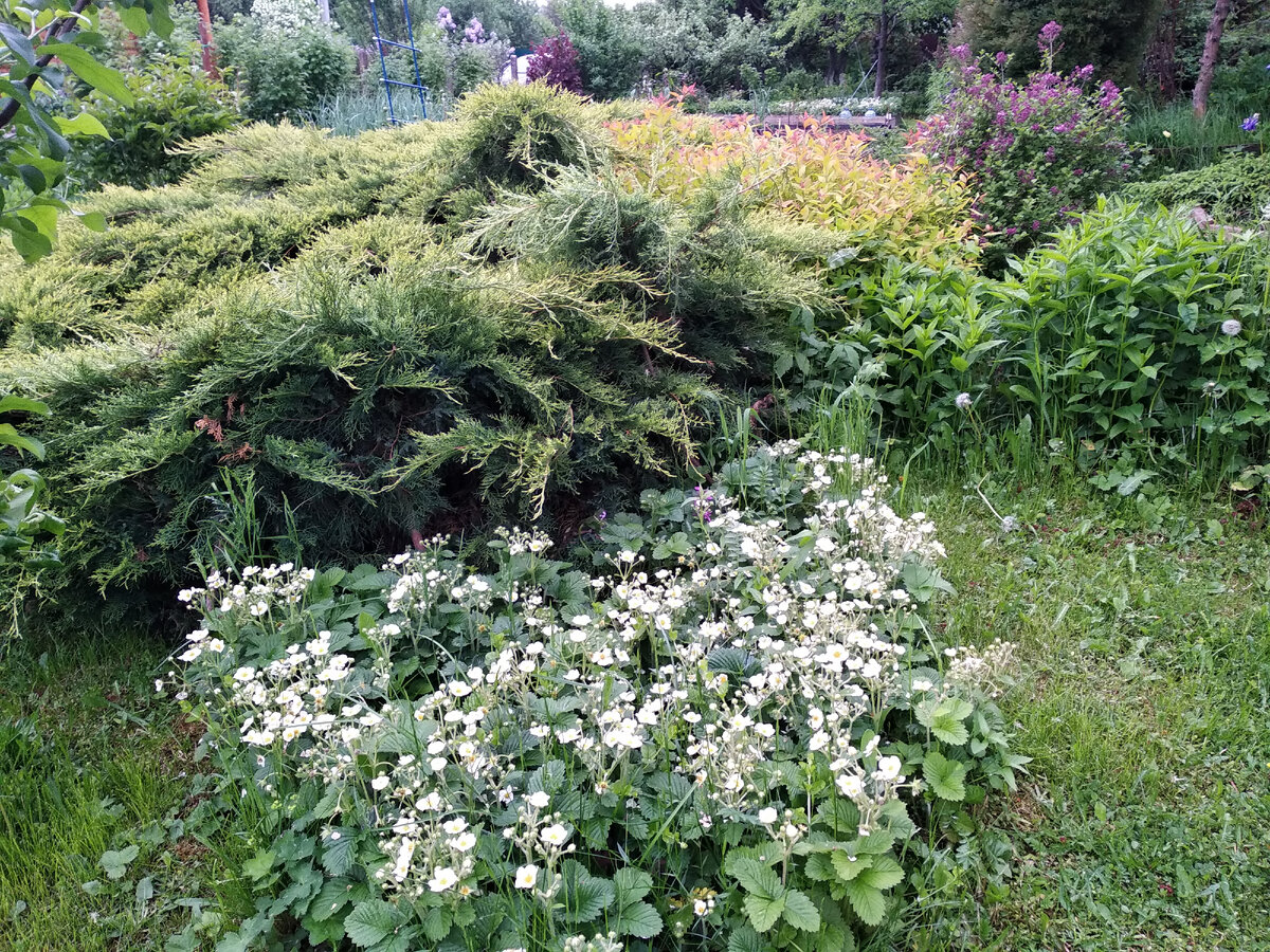 Можжевельник Пфитцера / китайский / средний Олд Голд (Juniperus pfitzeriana / chinensis / media Old Gold)