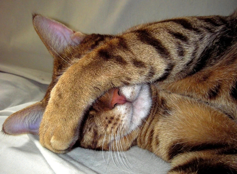 Носик лапки. Кошка закрывает лапой морду. Спящий кот. Закрыл глаза лапой. Кошка закрыла глаза лапами.
