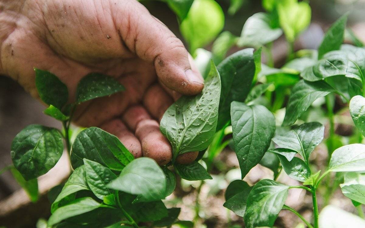 Тля на рассаде перца. Фото: sanpros.ru