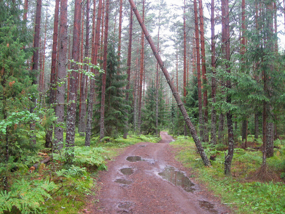 Июль 2012. Самый лучший фрагмент дороги