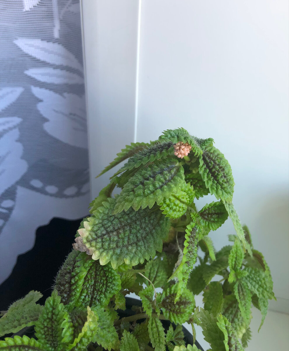 Цветение Пилеи, конечно, на любителя, но что есть, то есть