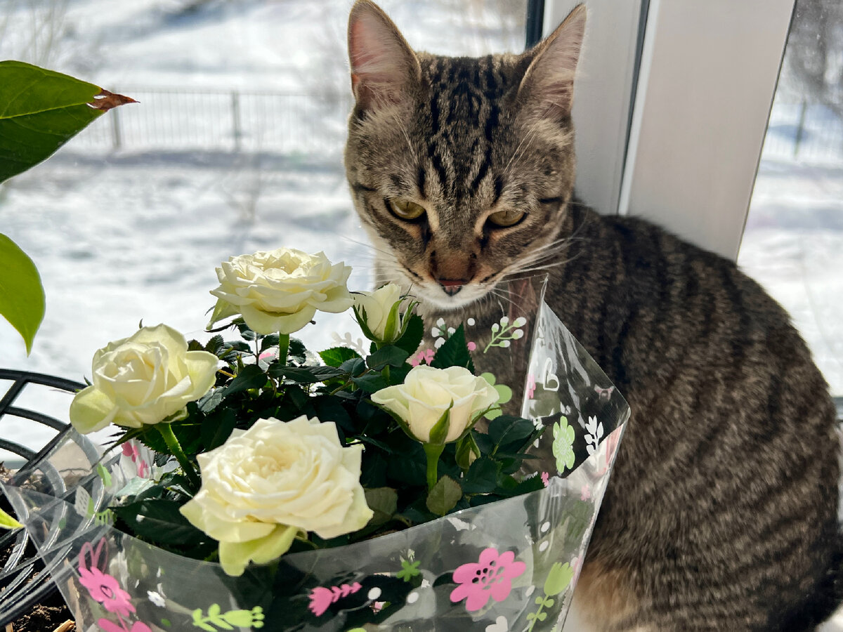 Мартовский кот! 